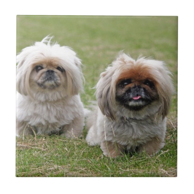Zwei glückliche kleine Welpen Fliese (Vorderseite)
