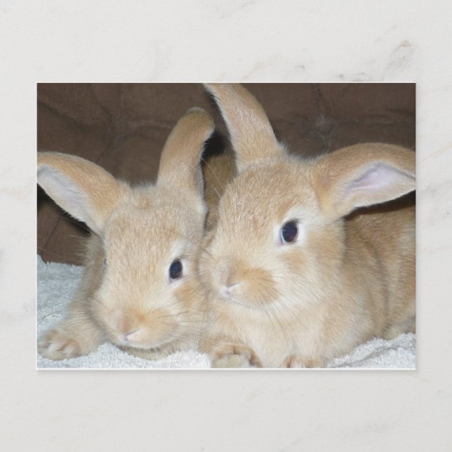 Zwei Golden Bunnies Postkarte (Vorderseite)