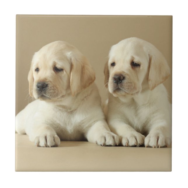 Zwei Golden Labrador Welpen Fliese (Vorderseite)