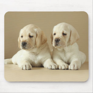 Zwei Golden Labrador Welpen Mousepad