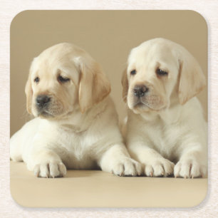 Zwei Golden Labrador Welpen Rechteckiger Pappuntersetzer