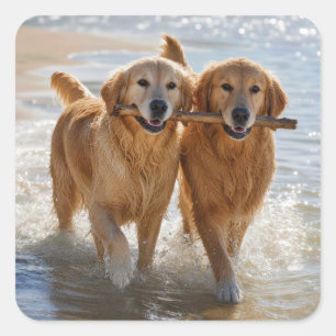 Zwei Golden Retriever tragen einen Stock Quadratischer Aufkleber
