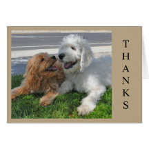 Zwei Goldendoodle Welpen Freunde!