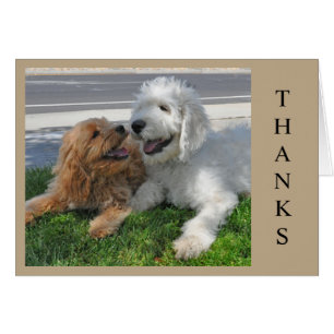 Zwei Goldendoodle Welpen Freunde!