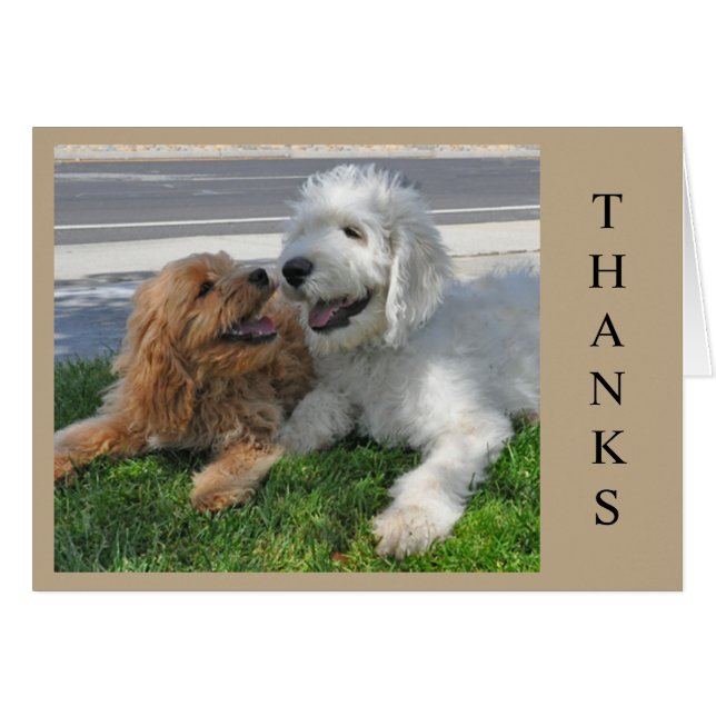 Zwei Goldendoodle Welpen Freunde! (Vorderseite (Horizontal))