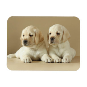 Zwei goldene Labrador-Welpen Magnet