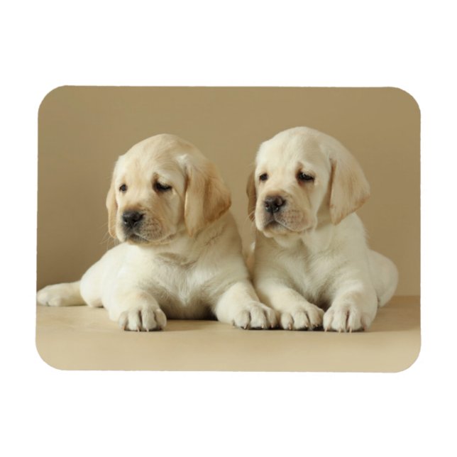 Zwei goldene Labrador-Welpen Magnet (Horizontal)