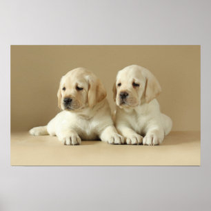 Zwei goldene Labrador-Welpen Poster