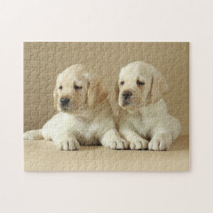 Zwei goldene Labrador-Welpen Puzzle