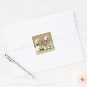 Zwei goldene Labrador-Welpen Quadratischer Aufkleber