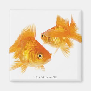 Zwei Goldfische überqueren einander Magnet