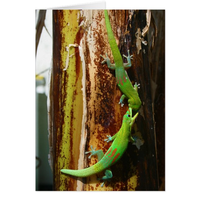 Zwei Goldstaubgeckos Phelsuma Laticauda (Vorne)