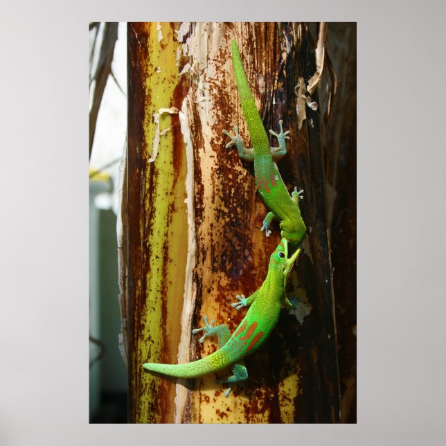 Zwei Goldstaubgeckos Phelsuma Laticauda Poster (Vorne)