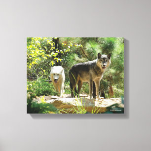 Zwei Grauwölfe im Wald Leinwanddruck