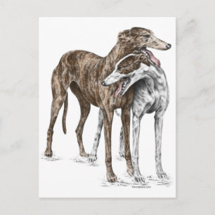 Zwei Greyhound Friends Dog Art Postkarte
