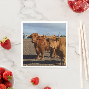 Zwei große braune Highland-Rinder Fotografie, Serviette