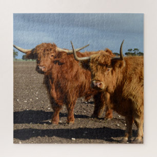 Zwei große braune Hochlandkühe-Fotografie, Puzzle