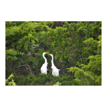 Zwei große Egrets im Baum