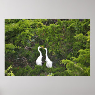 Zwei große Egrets im Baum Poster