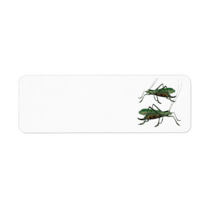 Zwei grüne Heuschrecken/Katydids