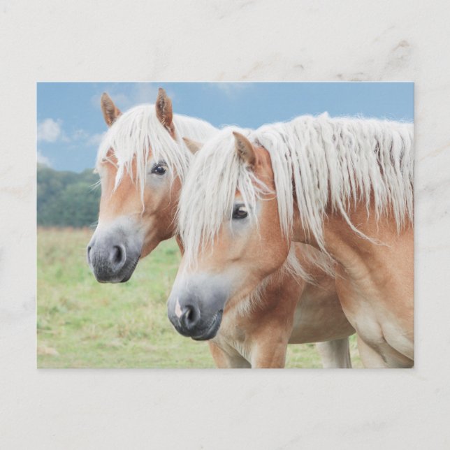 zwei Haflinger Postkarte (Vorderseite)