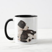 Zwei Harlekin-Dogge-Welpen