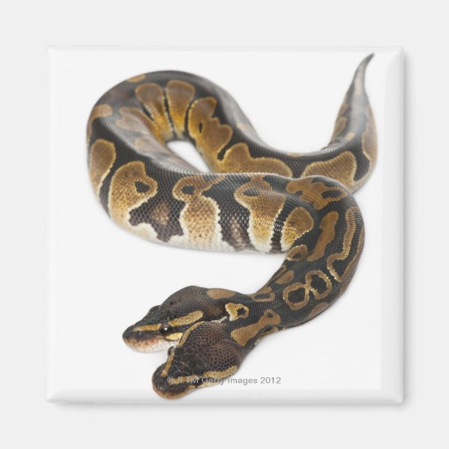 Zwei Häuptlinge Royal Python oder Ball Python - Py Magnet (Vorne)