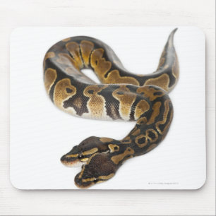 Zwei Häuptlinge Royal Python oder Ball Python - Py Mousepad