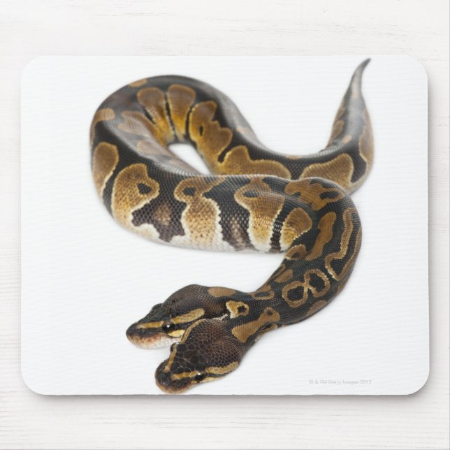 Zwei Häuptlinge Royal Python oder Ball Python - Py Mousepad (Vorne)