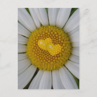 Zwei Herzen auf Marguerite Postkarte