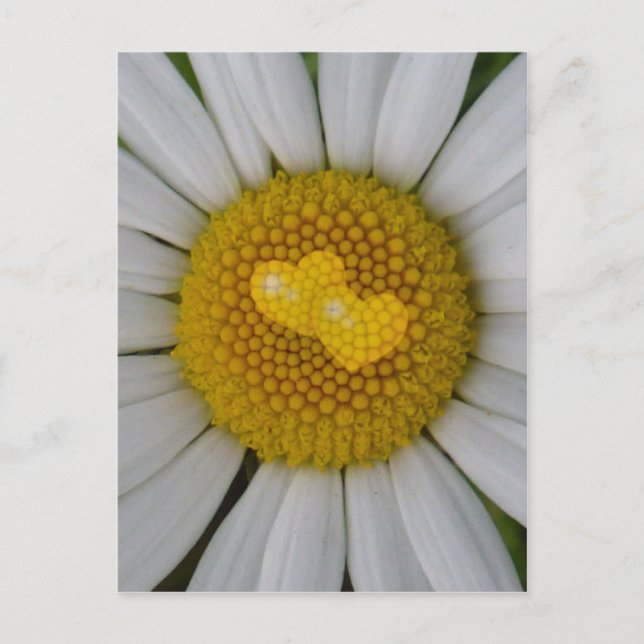 Zwei Herzen auf Marguerite Postkarte (Vorderseite)