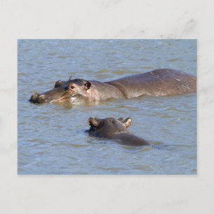 Zwei Hippos in einem Fluss, der Krüger-Nationalpar Postkarte