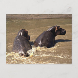 Zwei Hippos Postkarte