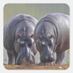Zwei Hippos Quadratischer Aufkleber