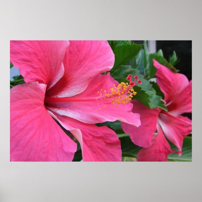 Zwei Hot-Pink-Hibisken Poster (Vorne)