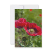 Zwei Hübsche Opium Poppies