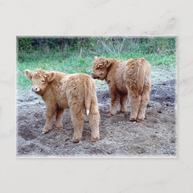 Zwei hübsche Schwänze! Postkarte (Vorderseite)