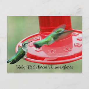 ZWEI HUMMERS, Ruby Red Throat Hummingbirds Postkarte