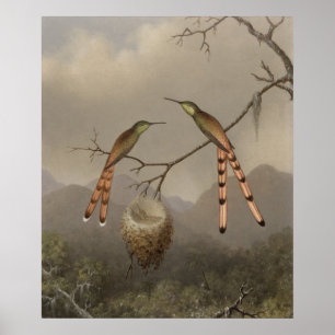 Zwei Hummingvögel mit ihrem Jungen Poster