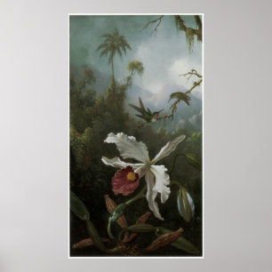 Zwei Hummingvögel über einem weißen Orchid der 187 Poster
