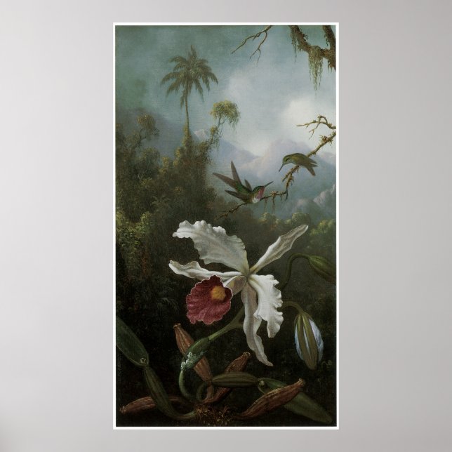 Zwei Hummingvögel über einem weißen Orchid der 187 Poster (Vorne)