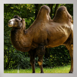 Zwei humpelte Camel Poster