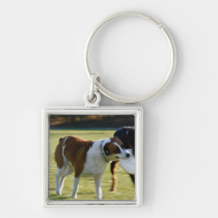 Zwei Hunde, die über PlastikDisc kämpfen Schlüsselanhänger