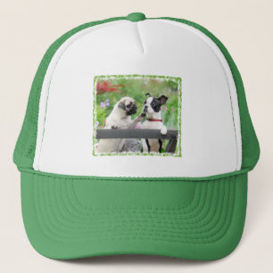 Zwei Hunde ein Mops Welpe und Boston Terrier zusam Truckerkappe