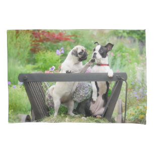 Zwei Hunde einen Mops Welpen und Boston Terrier in Kissenbezug