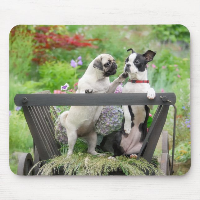 Zwei Hunde einen Mops Welpen und Boston Terrier in Mousepad (Vorne)