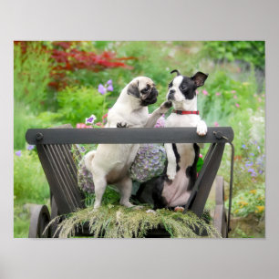 Zwei Hunde einen Mops Welpen und Boston Terrier in Poster