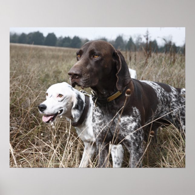 Zwei Hunde | Field, Houston, Texas Poster (Vorne)