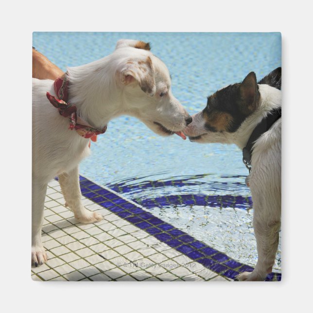 Zwei Hunde küssen am Pool Magnet (Vorne)