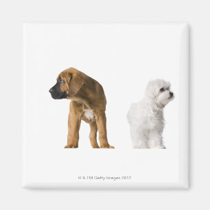 Zwei Hunde Magnet